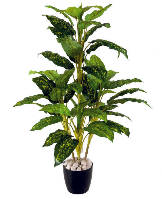 5 Real Touch Diffen Bachia Plant
