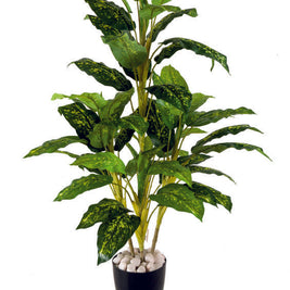 5 Real Touch Diffen Bachia Plant