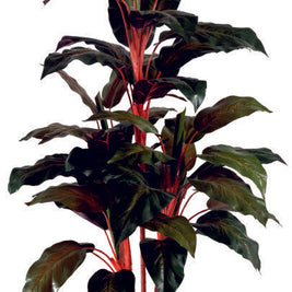 5 Real Touch Red Diffen Plant