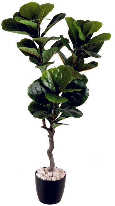 Medium Fiddle Leaf Plant