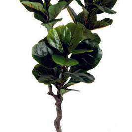 Medium Fiddle Leaf Plant