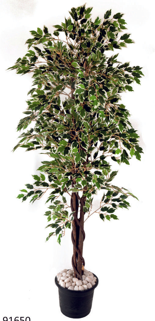 Vericated Ficus in Wooden Bark