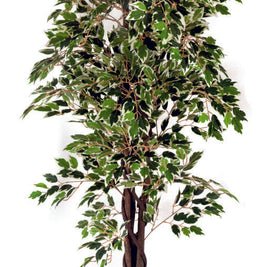 Vericated Ficus in Wooden Bark