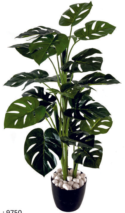 3 Head 21 Cut Leaf Plant