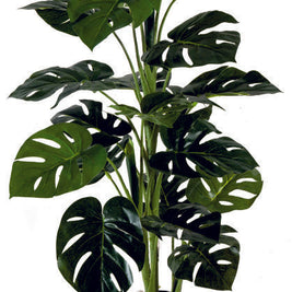 3 Head 21 Cut Leaf Plant