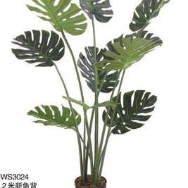 4 Feet Green Monsterra Plant