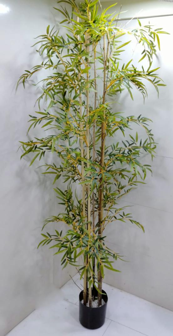 2.2m Natural Bamboo in Pot