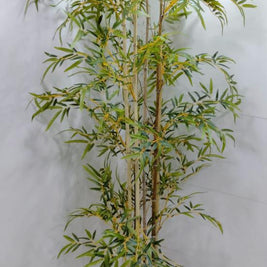2.2m Natural Bamboo in Pot