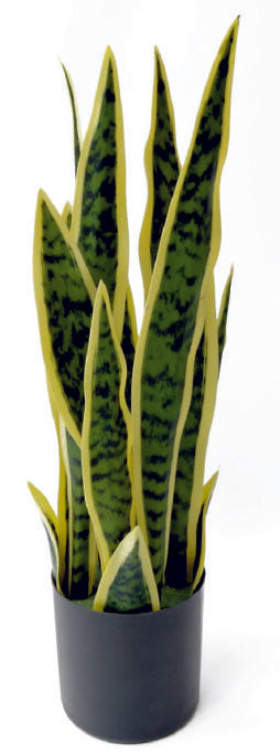 Medium Sanseverias in Pot