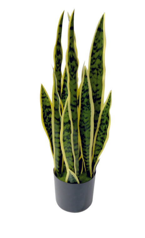 Big Sanseverias in Pot