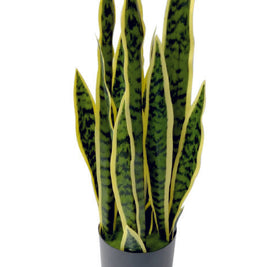 Big Sanseverias in Pot