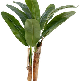 120cm 2 Stem Banana Tree In Pot