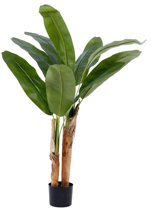 120cm 2 Stem Banana Tree In Pot