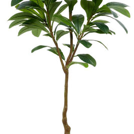 6 Feet Morning Glory Leaf Plant In Pot