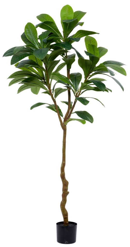 6 Feet Morning Glory Leaf Plant In Pot