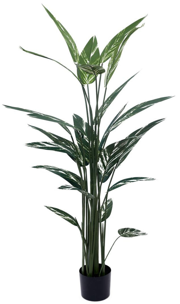 160cm Vericated Bop Tree In Pot