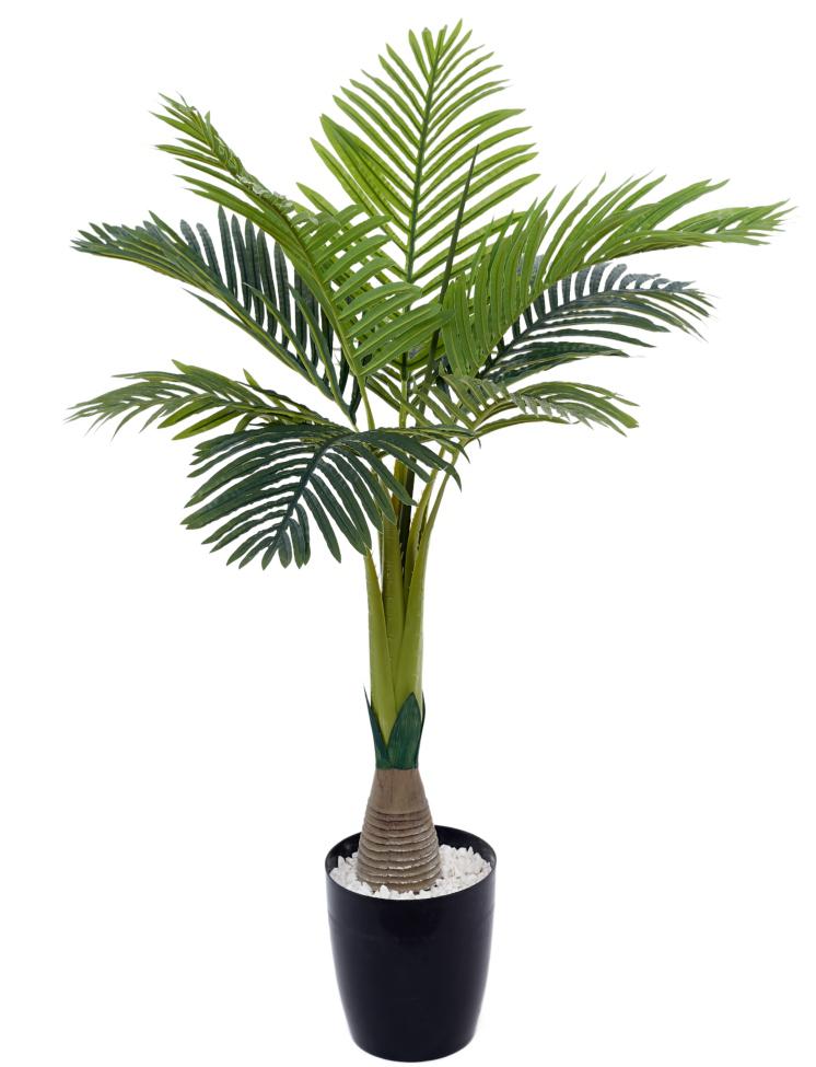 110 Cm Bottle Palm Plant