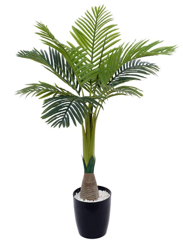 110 Cm Bottle Palm Plant