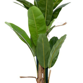6 Feet 3 Stem Banana Plant In Pot