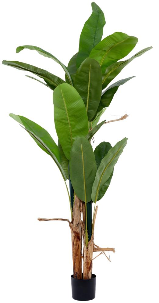 6 Feet 3 Stem Banana Plant In Pot
