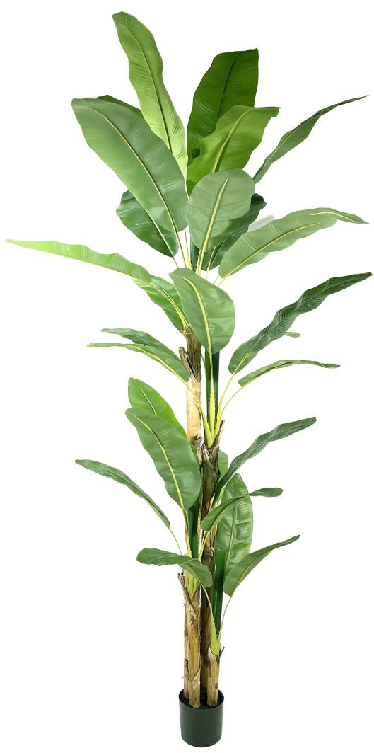 10 Feet 3 Stem 32 Leaves Banana Plant In Pot