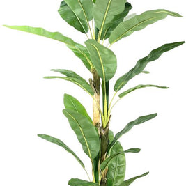 10 Feet 3 Stem 32 Leaves Banana Plant In Pot