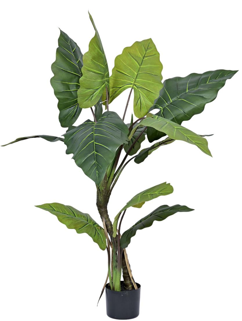 Red Green Elephant Ear Leaf Plant In Pot