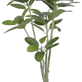 New 5 Head Oval Fiddle Leaf Plant In Pot