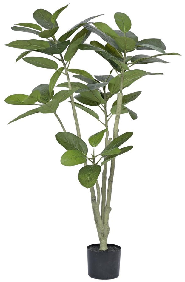 New 5 Head Oval Fiddle Leaf Plant In Pot