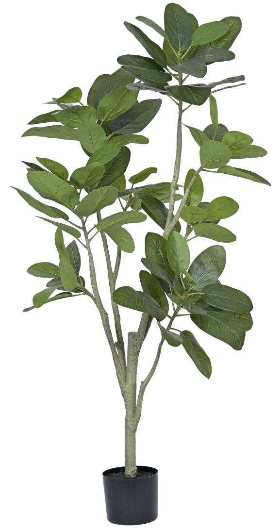 New 8 Head Oval Fiddle Leaf Plant In Pot