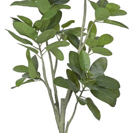 New 8 Head Oval Fiddle Leaf Plant In Pot