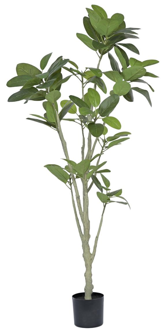 New 11 Head Oval Fiddle Leaf Plant In Pot