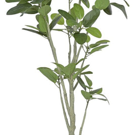 New 11 Head Oval Fiddle Leaf Plant In Pot