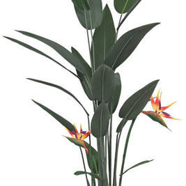 Bop Plant With Flower In Pot