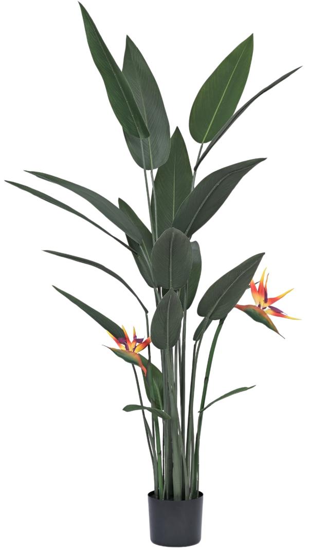 Bop Plant With Flower In Pot