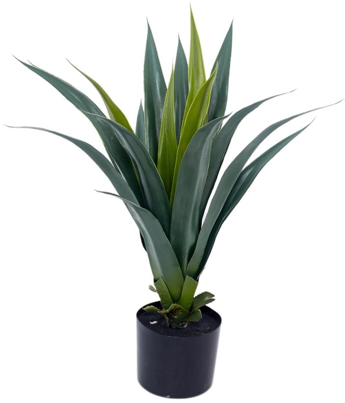 Dracenna Cactus Plant In Pot