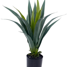 Dracenna Cactus Plant In Pot