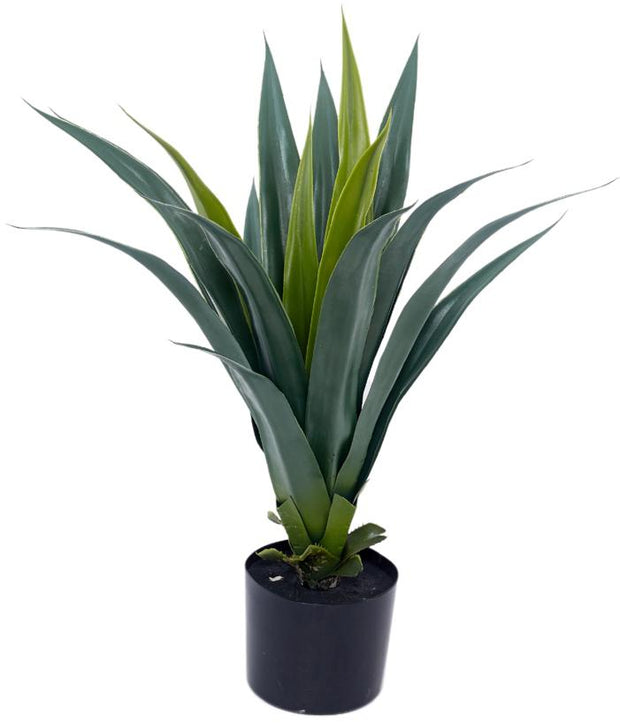 Dracenna Cactus Plant In Pot