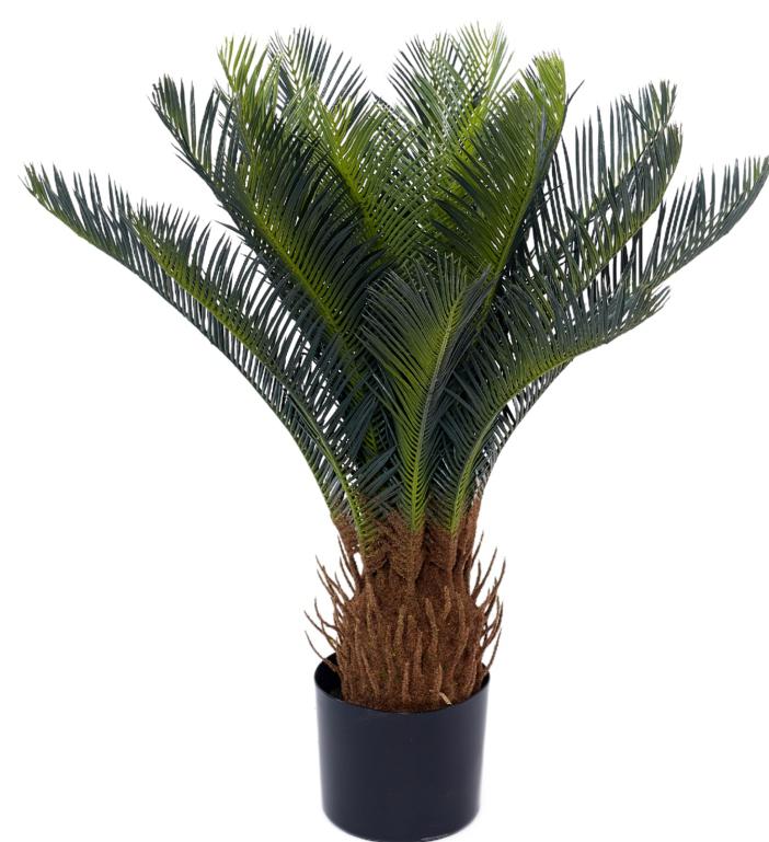 Cycus Palm Cactus Plant In Pot