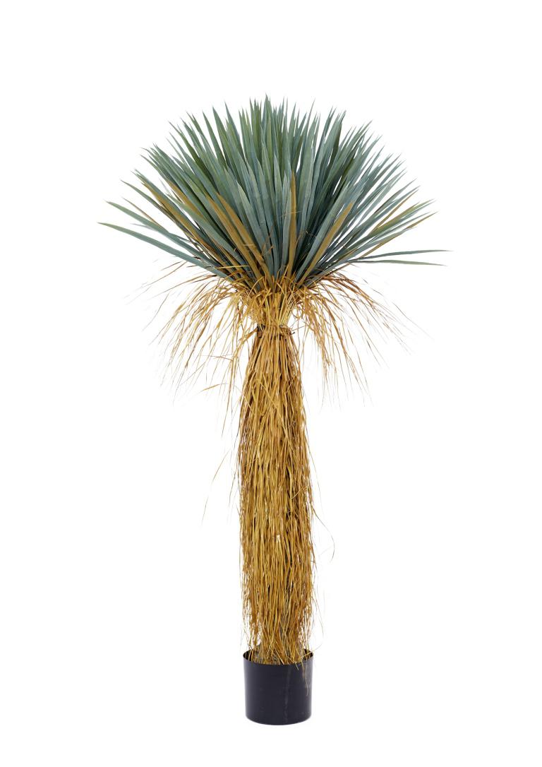 160 Cm Bastian Cactus Plant In Pot