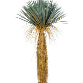 160 Cm Bastian Cactus Plant In Pot