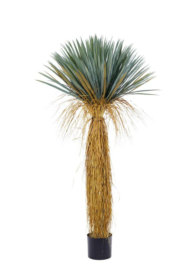 160 Cm Bastian Cactus Plant In Pot