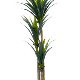 170 Cm 3 Head Yucca Cactus Plant In Pot