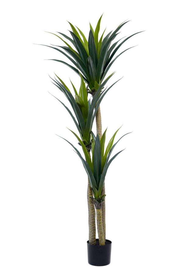 170 Cm 3 Head Yucca Cactus Plant In Pot