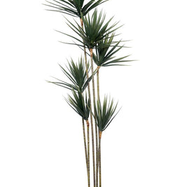 180 Cm 6 Head Yucca Cactus Plant In Pot