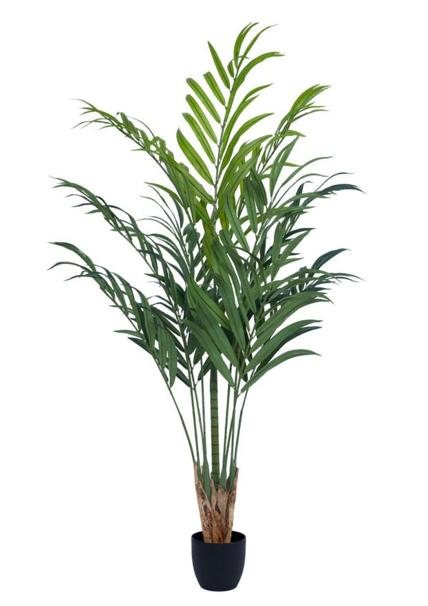 7 ft Long Leaves Palm Tree In Pot