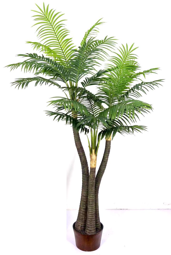 3 In 1 Jumbo Coconut Palm Tree
