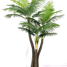 3 In 1 Jumbo Coconut Palm Tree