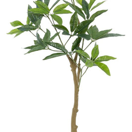 3 Feet Star Leaf Plant In Pot