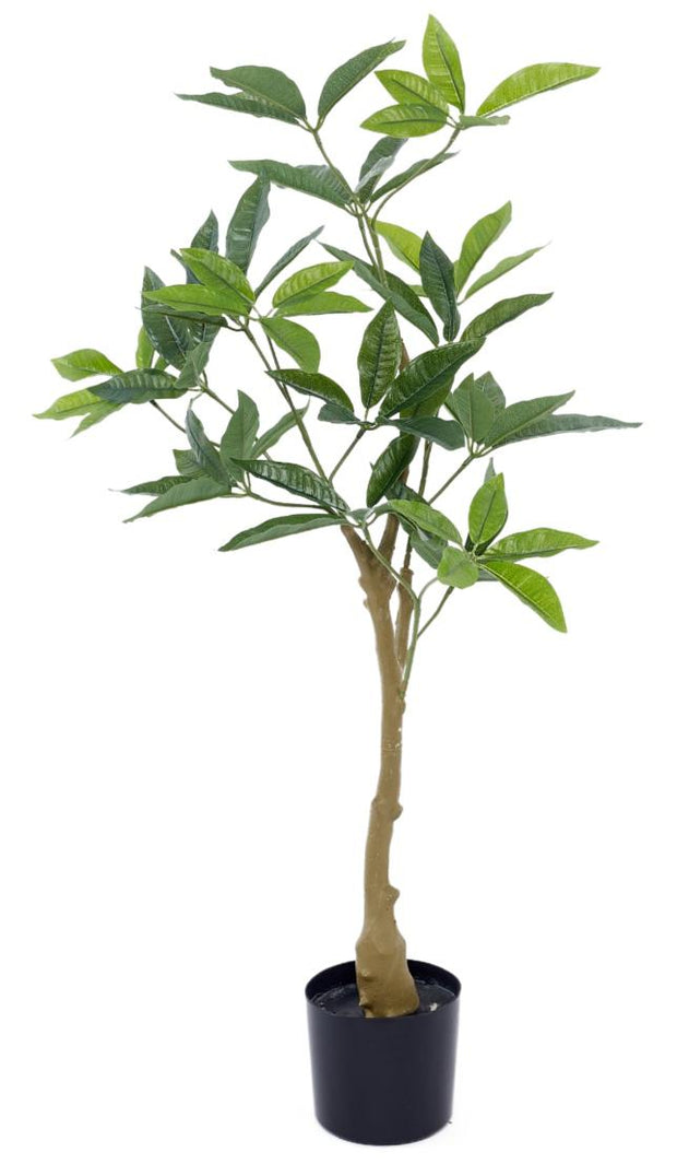 3 Feet Star Leaf Plant In Pot